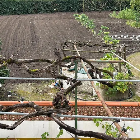 Apartamento Casinha Da Avó Rosário Juncal (Leiria)