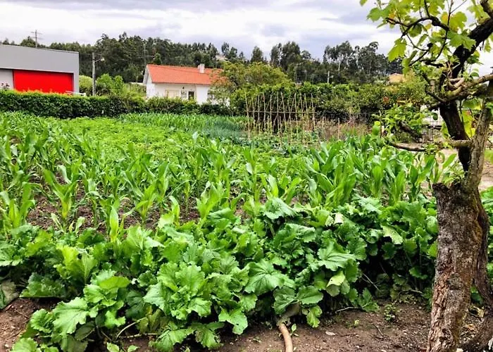 Casinha Da Avo Rosario Lejlighed